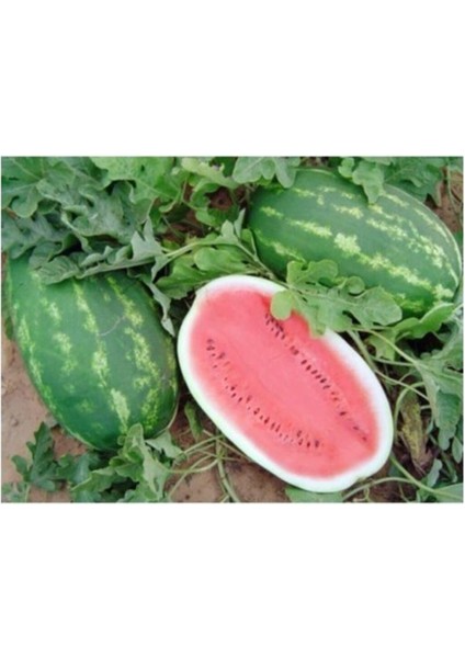 Dünyam Agrobazaar Allsweet Karpuz 10+ Tohum