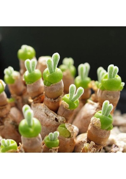 Look Monilaria Moniliforme Sukulent Tohumu TH-THMCMTHM661