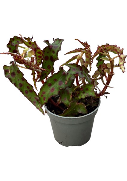 Begonia Amphioxus (Begonya Çiçeği)