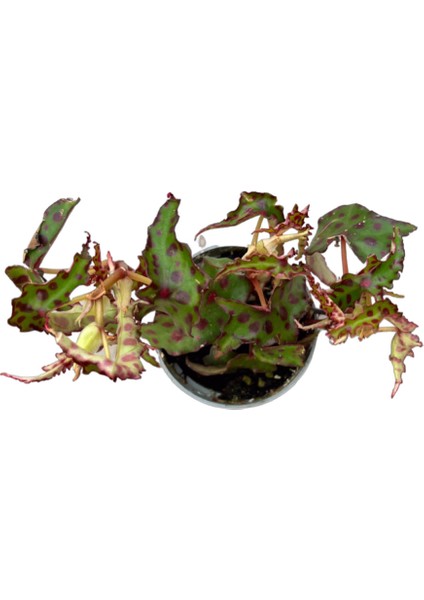 Begonia Amphioxus (Begonya Çiçeği) fiyatları