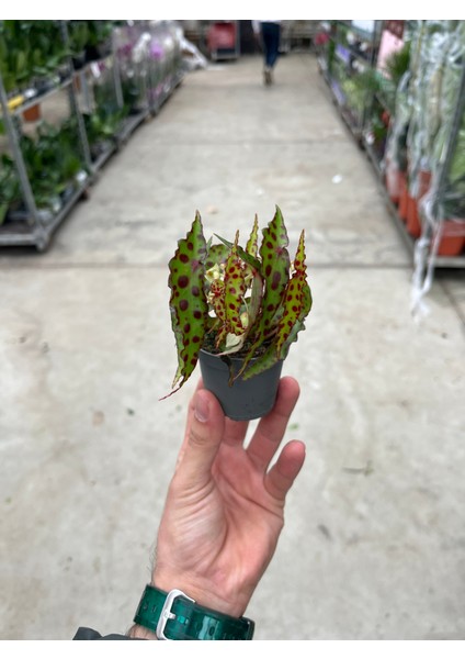 Begonia Amphioxus (Begonya Çiçeği) modelleri