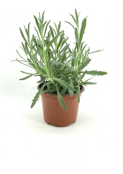 Yoğun Kokulu Saksıda Lavanta Fidanı 10-20 cm fiyatları