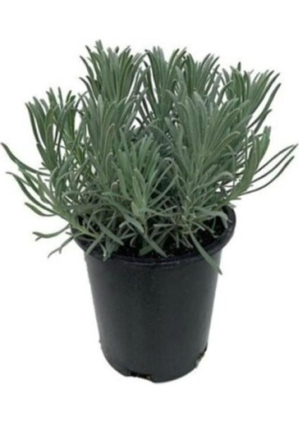 Yoğun Kokulu Saksıda Lavanta Fidanı 10-20 cm indirimleri