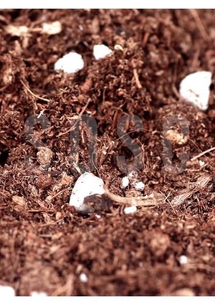 Mix Ithal Torf Cocopeat Perlit Özel Karışım Saksı Harcı Çiçek ve Bitki Toprağı 3 Lt