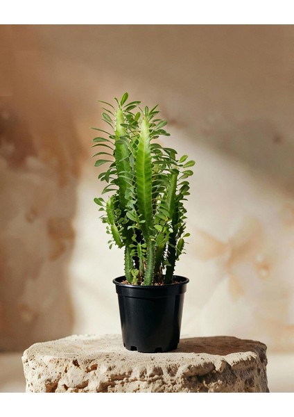 Sütleğen Yeşil – Euphorbia Sp. – 12 cm Saksı