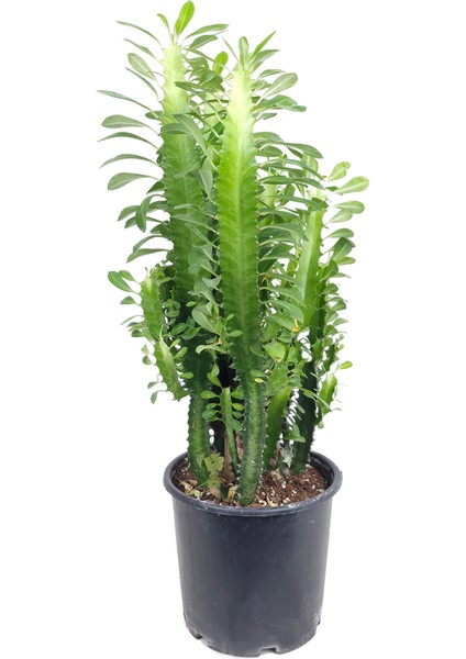 Sütleğen Yeşil – Euphorbia Sp. – 12 cm Saksı fiyatları