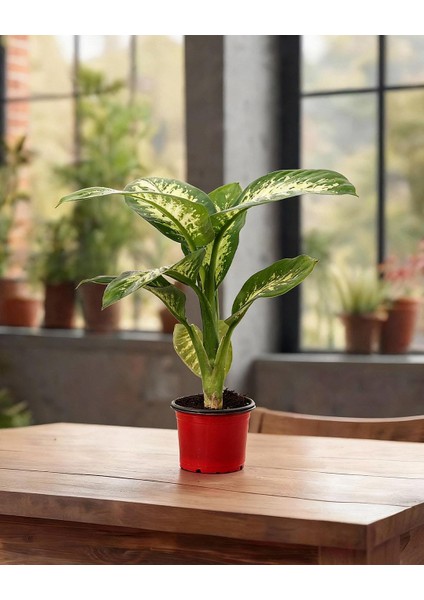 Difenbahya Tropic Snow – Dieffenbachia Tropic Snow – 12 cm Saksı modelleri