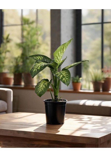 Difenbahya Tropik Snow - Dieffenbachia Tropic Snow – 17 cm Saksı fiyatları