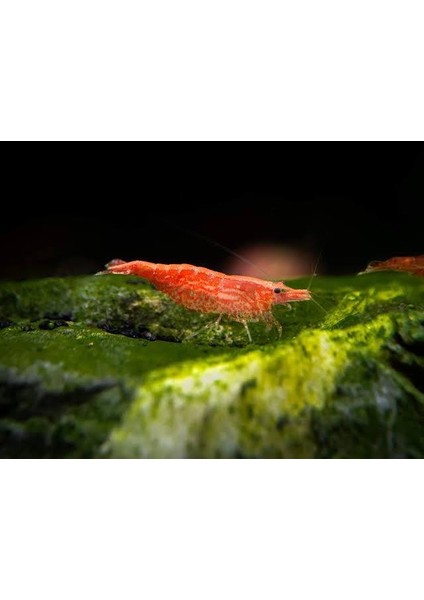 Kırmızı Sakura Karides 5 Adet