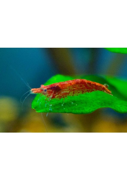 Kırmızı Sakura Karides 5 Adet fiyatları