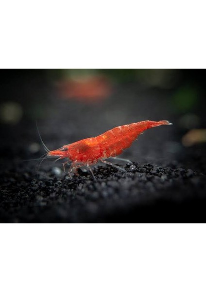 Kırmızı Sakura Karides 5 Adet modelleri