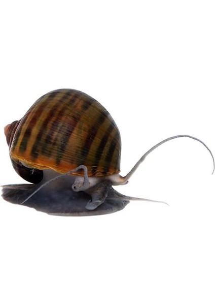 Brown Mystery Snail Kahverengi Elma Salyangozu 2 Adet