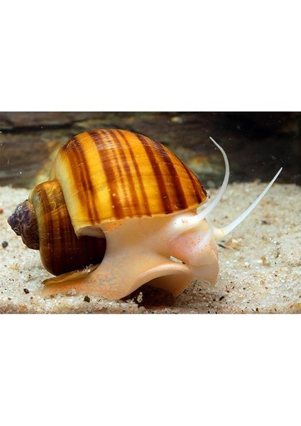Brown Mystery Snail Kahverengi Elma Salyangozu 2 Adet fiyatları