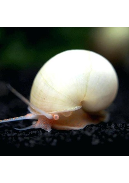 İthal Bitki Beyaz Elma Salyangozu 2 Adet