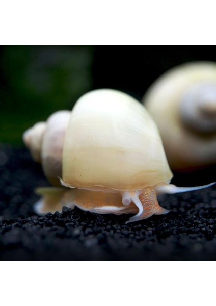 İthal Bitki Beyaz Elma Salyangozu 2 Adet fiyatları