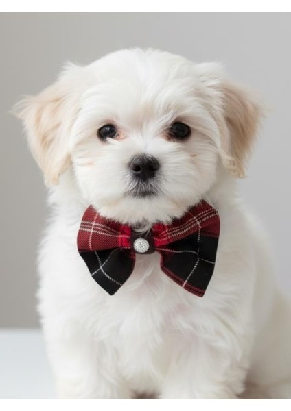 Aristokrat Ekose Silver Köpek Papyonu Tasma Yılbaşı