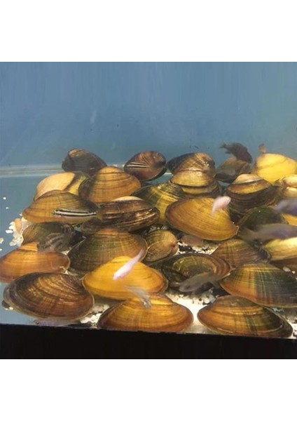 Tatlı Su Midyesi 5-7 cm 4 Adet Straforlu Gönderim