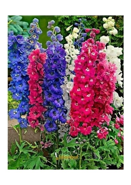 Iklim Bahçe Hazeran Çiçek Tohumu- Delphınıum Mıx (~ Takribi 30 Tohum)