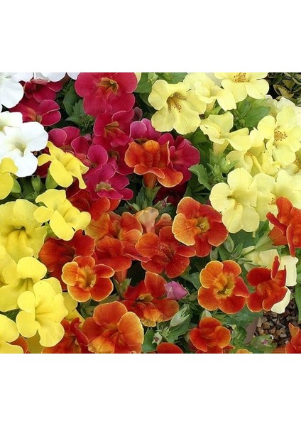 Karışık Mimulus Misk Çiçeği F1 Tohumu (30 Tohum)
