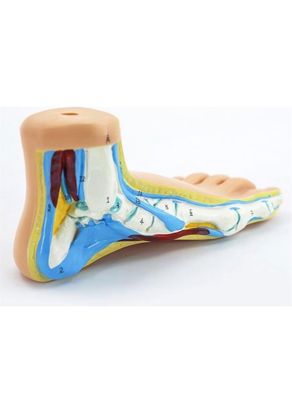 Ayak Anatomisi Modeli, Insan Anatomisi Ayak Modeli, Normal Düz Kemerli Ayak Modeli, Insan Ayak Kası Modeli Düztabanlık (Normal) (Yurt Dışından) modelleri
