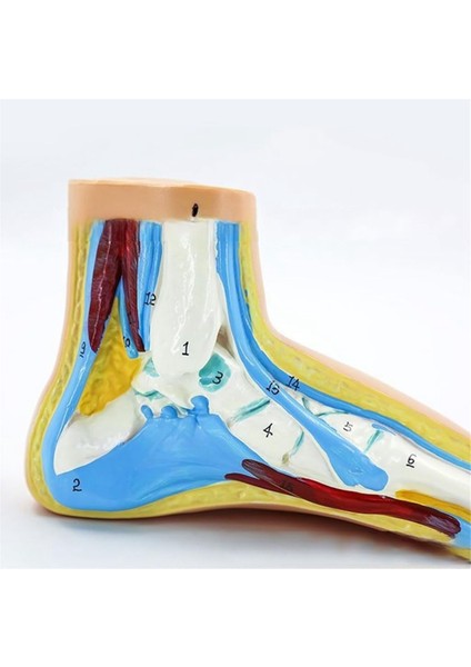 Ayak Anatomisi Modeli, Insan Anatomisi Ayak Modeli, Normal Düz Kemerli Ayak Modeli, Insan Ayak Kası Modeli Düztabanlık (Normal) (Yurt Dışından) fırsatları