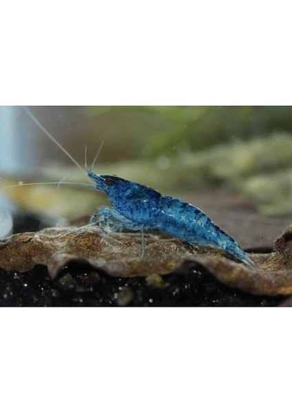 Mavi Melek Karides 5 Adet