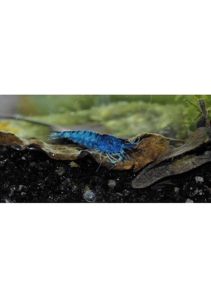 Mavi Melek Karides 5 Adet fiyatları