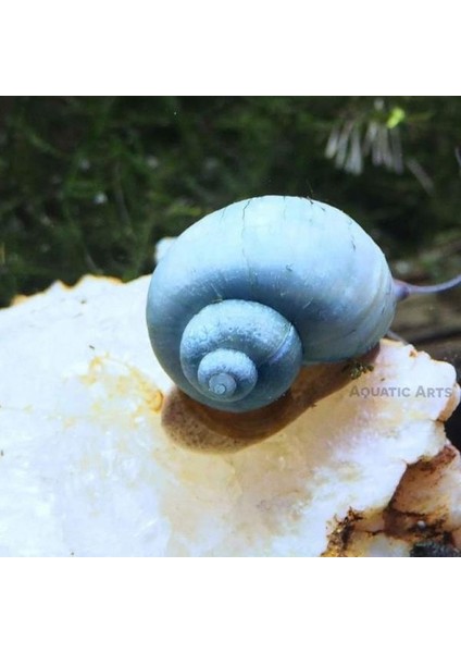 Mavi Elma Salyangoz 2 Adet