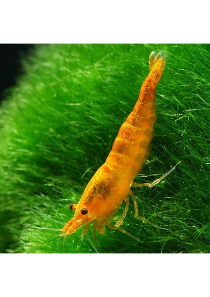 Turuncu Sakura Karides 5 Adet