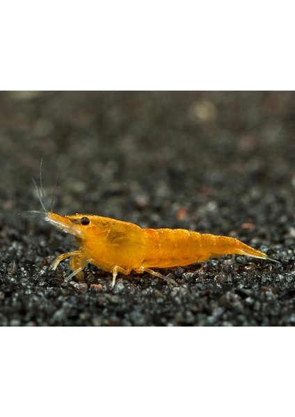 Turuncu Sakura Karides 5 Adet fiyatları