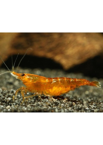 Turuncu Sakura Karides 5 Adet modelleri