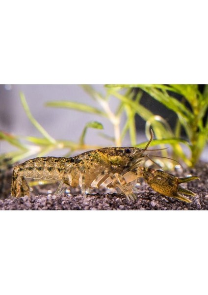 Cambarellus Diminutus Cüce Kerevit 2 Adet