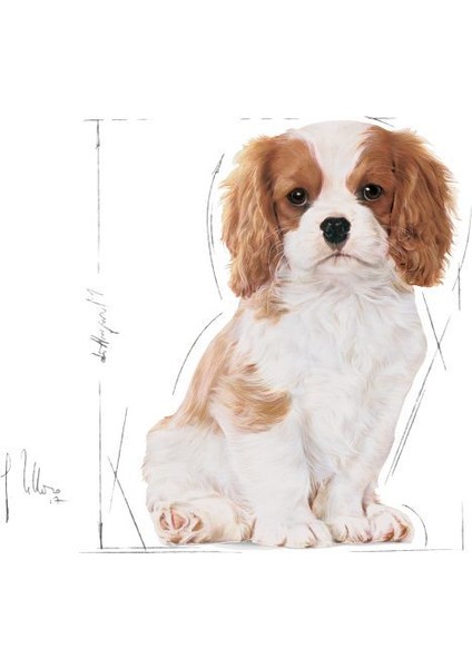 Cavalier King Charles Yavru Köpek Maması 1.5kg