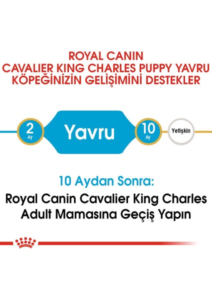 Cavalier King Charles Yavru Köpek Maması 1.5kg