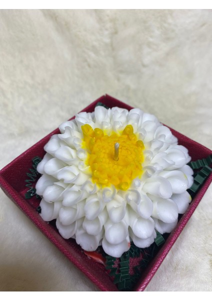 Kasımpatı (Krizantem) Çiçeği Mum modelleri