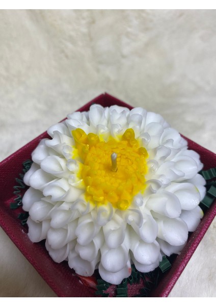 Kasımpatı (Krizantem) Çiçeği Mum indirimleri