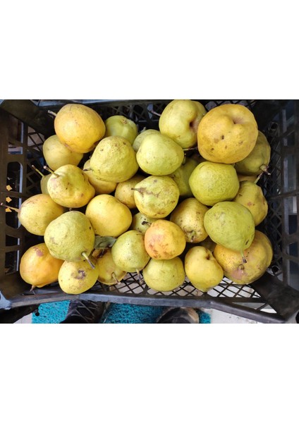 Göksulu Armut 3kg