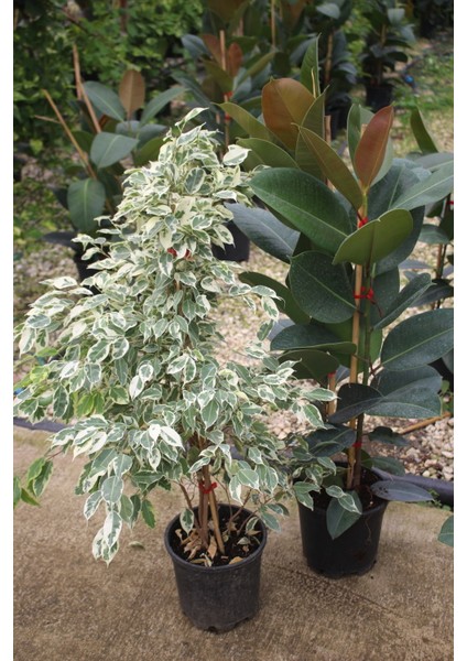 Benjamin Bitkisi Ficus Benjamin Starlight 100-130 cm ve Kauçuk Bitkisi 90-120 cm Ev Bitkisi Ofis Bitkisi Salon Bitkisi