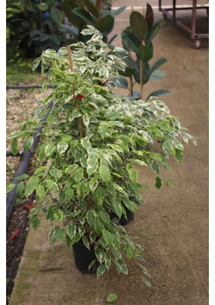 Benjamin Bitkisi Ficus Benjamin Starlight 100-130 cm ve Kauçuk Bitkisi 90-120 cm Ev Bitkisi Ofis Bitkisi Salon Bitkisi modelleri