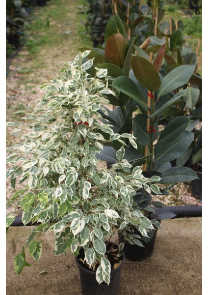 Benjamin Bitkisi Ficus Benjamin Starlight 100-130 cm ve Kauçuk Bitkisi 90-120 cm Ev Bitkisi Ofis Bitkisi Salon Bitkisi fırsatları