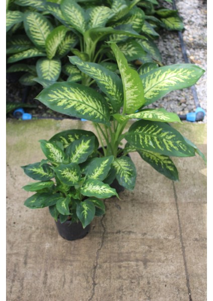 Difenbahya - Dieffenbachia Tropic Snow 60-70CM ve Difenbahya Camilla Bitkisi 20-40CM Ev,ofis ve Iç Mekan Bitkisi
