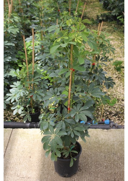 Şeflera Bitkisi 80-120 cm Schefflera Bitkisi Ev Ofis Salon Bitkisi Iç Mekan Bitkileri