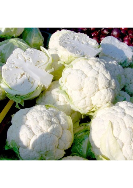 Erkenci Kartopu Karnabahar Tohumu Brassica Oleracea fiyatları