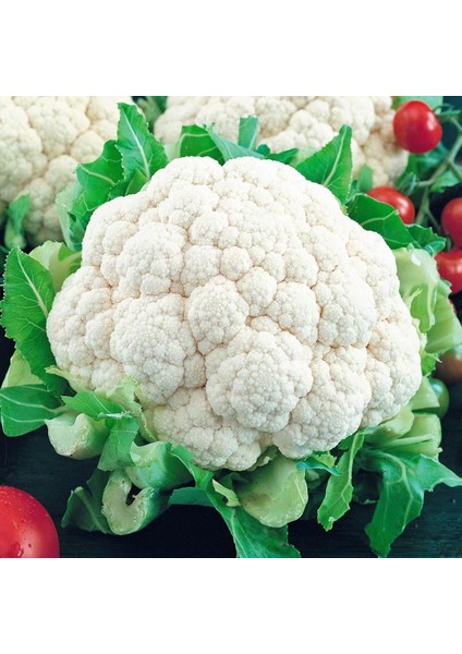 Erkenci Kartopu Karnabahar Tohumu Brassica Oleracea indirimleri