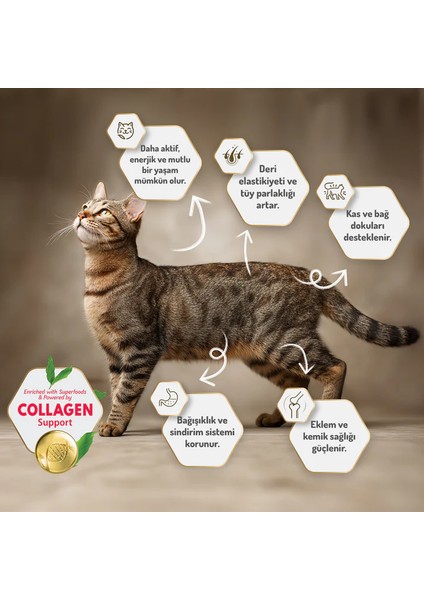 Kolejenli Tavuklu Kısırlaştırılmış Kedi Maması 1 KGX2ADET