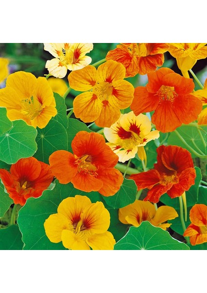 Bodur Latin Çiçeği Tohumu Karışımı Tom Thumb Mix Nasturtium Majus