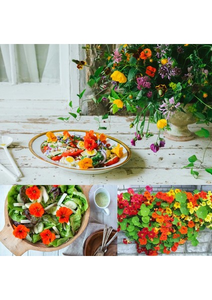 Bodur Latin Çiçeği Tohumu Karışımı Tom Thumb Mix Nasturtium Majus fiyatları
