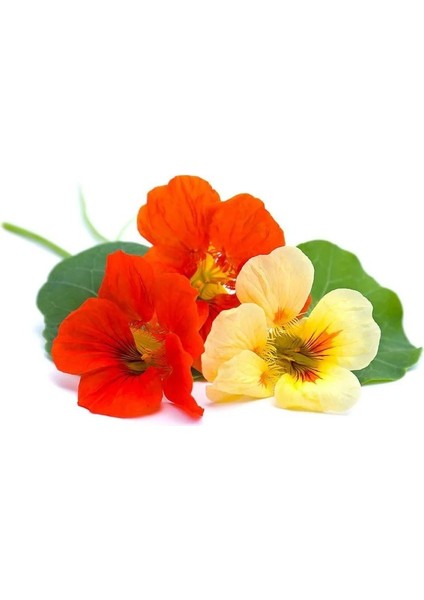Bodur Latin Çiçeği Tohumu Karışımı Tom Thumb Mix Nasturtium Majus modelleri