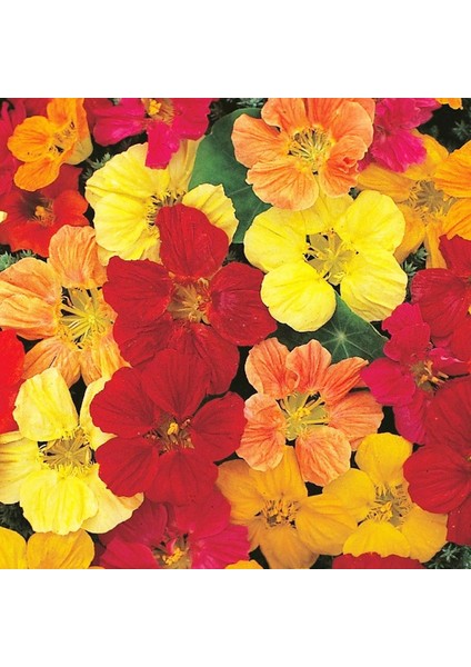 Bodur Latin Çiçeği Tohumu Karışımı Tom Thumb Mix Nasturtium Majus indirimleri