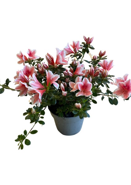 Rhododendron Indicum 'pink White' (Açelya Çiçeği)